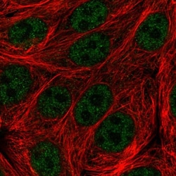 C19orf47 Antibody, Novus Biologicals:Antibodies:Primary Antibodies